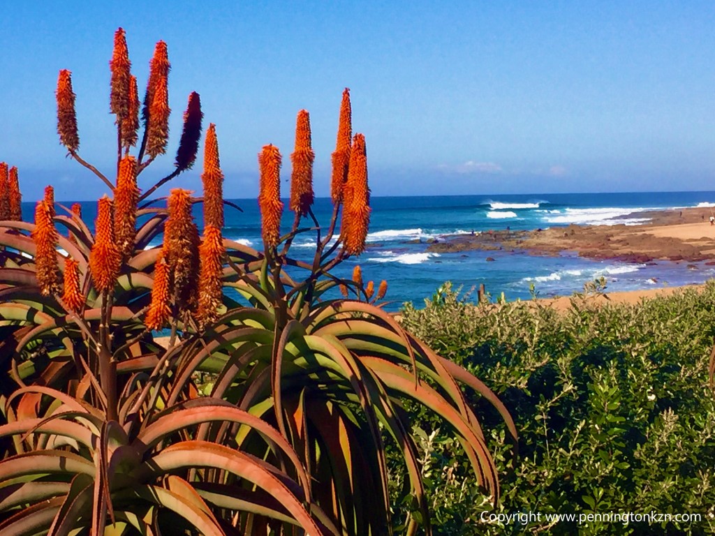 Aloe thriskii grow in abundance, along the coast of Pennington, KwaZulu-Natal, South Africa